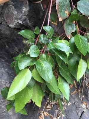 Maquei(Aristotelia chilensis)