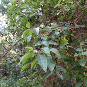 Maquei(Aristotelia chilensis)