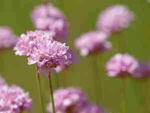 Jersey thrift(Armeria arenaria)