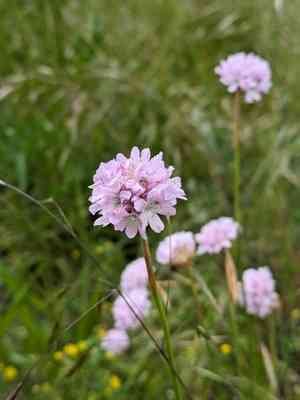 Jersey thrift(Armeria arenaria)