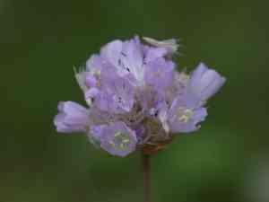 Jersey thrift(Armeria arenaria)