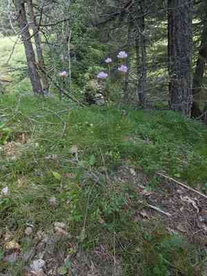 Jersey thrift(Armeria arenaria)