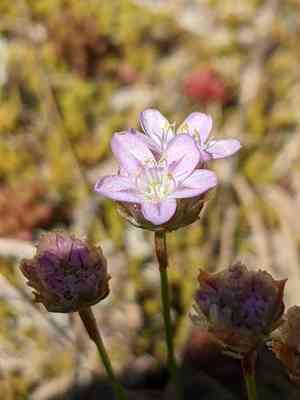 Sea thrift(Armeria girardii)