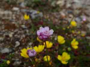 Sea thrift(Armeria girardii)