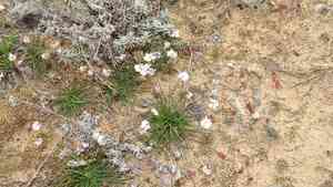 Sea thrift(Armeria girardii)