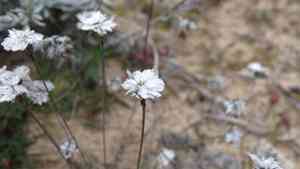 Sea thrift(Armeria girardii)