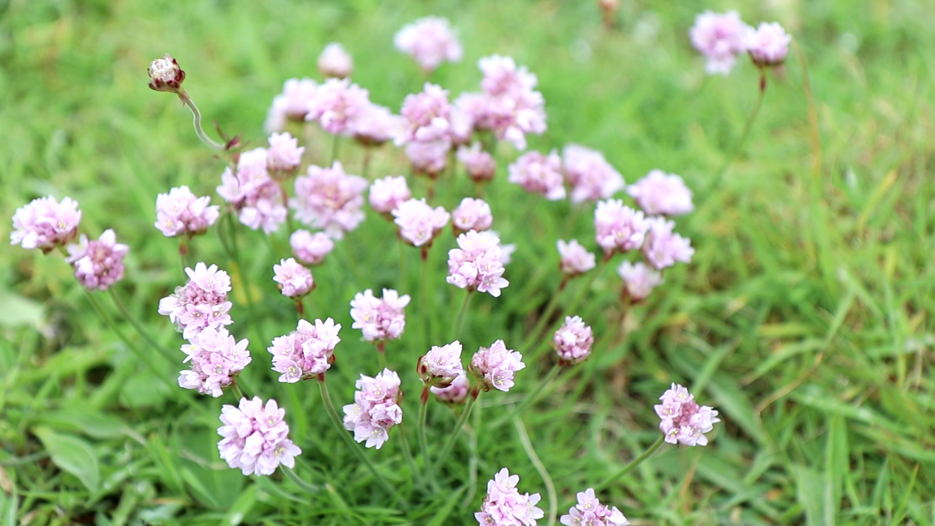 Sea thrift(Armeria maritima)