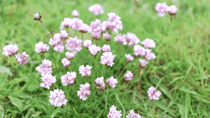 Sea thrift(Armeria maritima)