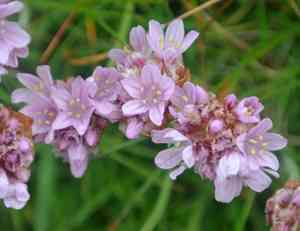 Sea thrift(Armeria maritima)