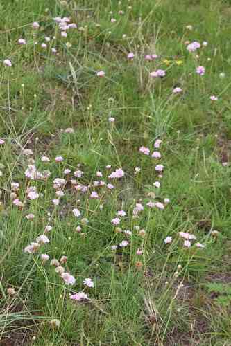 Sea thrift(Armeria maritima)