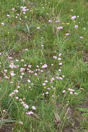 Sea thrift(Armeria maritima)
