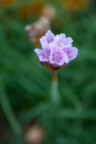 Sea thrift(Armeria maritima)