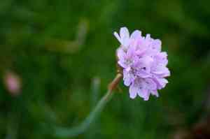 Sea thrift(Armeria maritima)