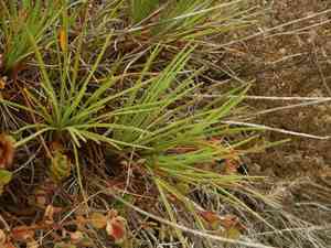 Spiny thrift(Armeria pungens)