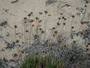 Spiny thrift(Armeria pungens)