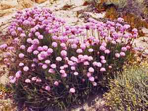 Spiny thrift(Armeria pungens)