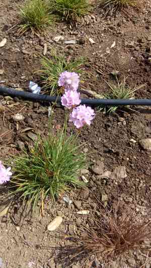 Armeria welwitschii(Armeria welwitschii)