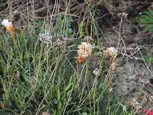 Armeria welwitschii(Armeria welwitschii)