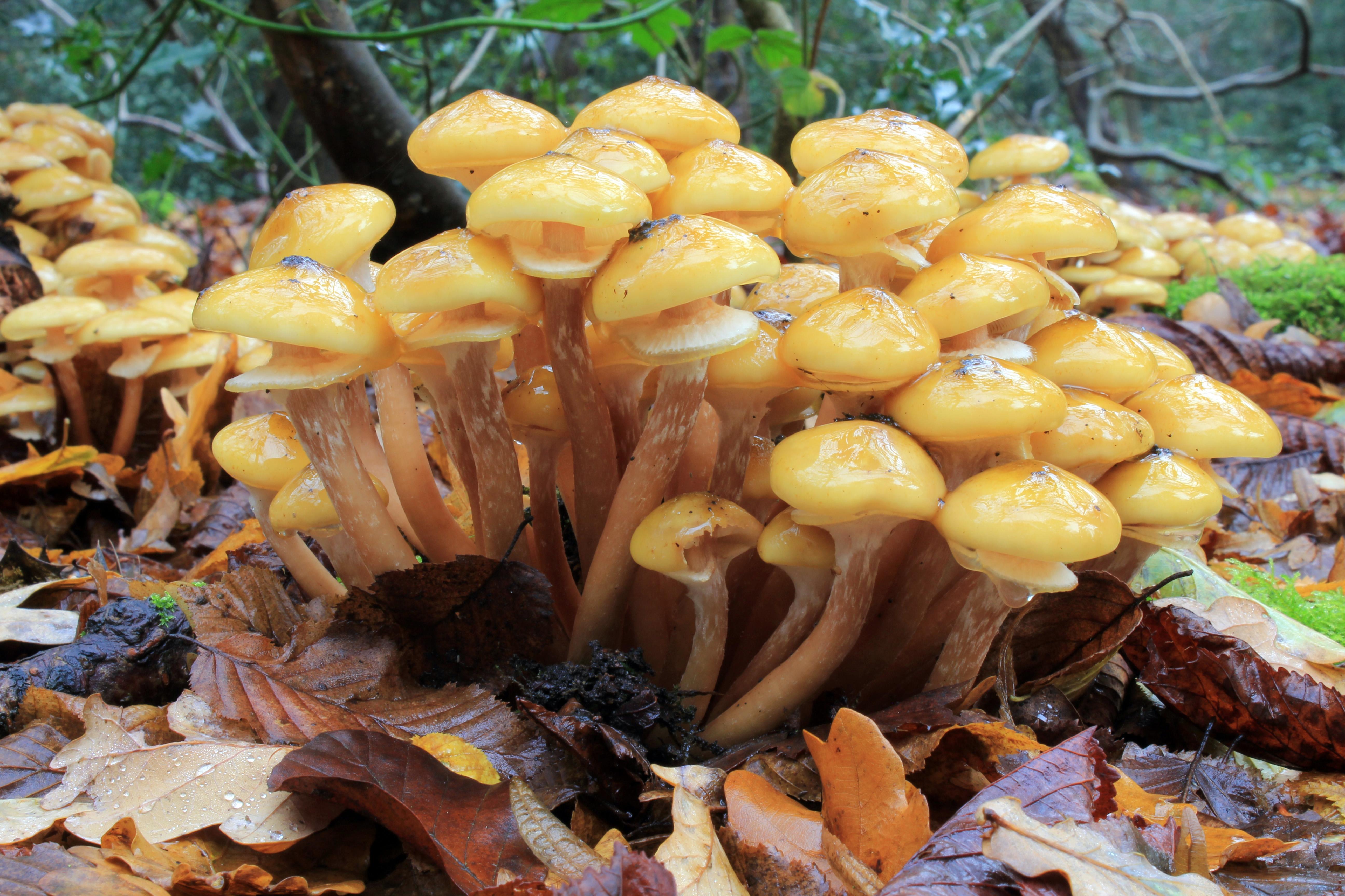 Honey fungus (Armillaria mellea) Care Guide: Pests, Diseases, Watering ...