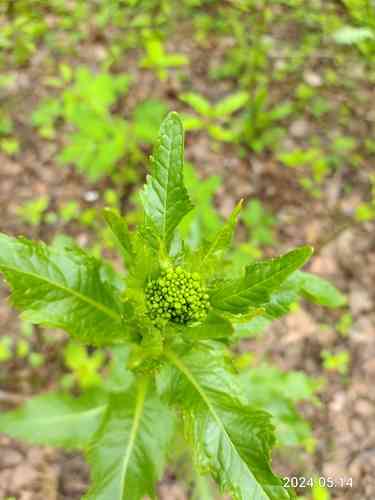 Horseradish(Armoracia rusticana)