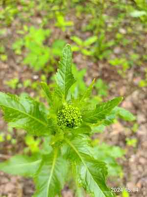 Horseradish(Armoracia rusticana)
