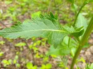 Horseradish(Armoracia rusticana)