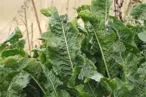 Horseradish(Armoracia rusticana)