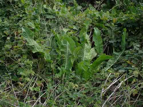 Horseradish(Armoracia rusticana)