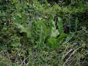 Horseradish(Armoracia rusticana)