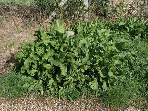 Horseradish(Armoracia rusticana)
