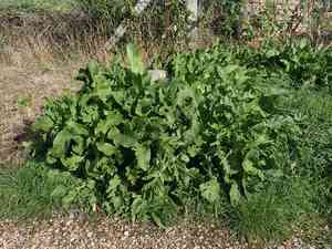 Horseradish(Armoracia rusticana)