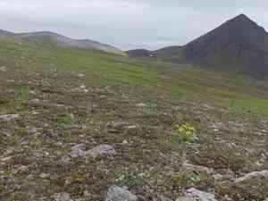 Lessing's arnica(Arnica lessingii)