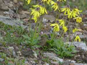 Lessing's arnica(Arnica lessingii)