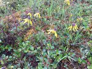 Lessing's arnica(Arnica lessingii)