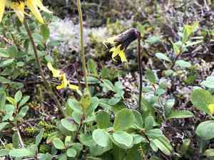 Lessing's arnica(Arnica lessingii)