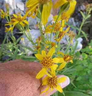 Spearleaf arnica(Arnica longifolia)