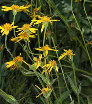 Spearleaf arnica(Arnica longifolia)