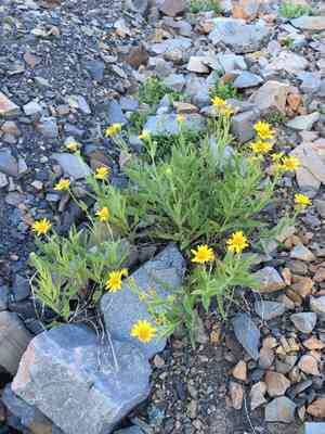 Spearleaf arnica(Arnica longifolia)