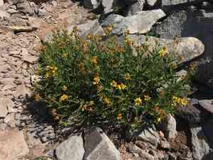 Spearleaf arnica(Arnica longifolia)