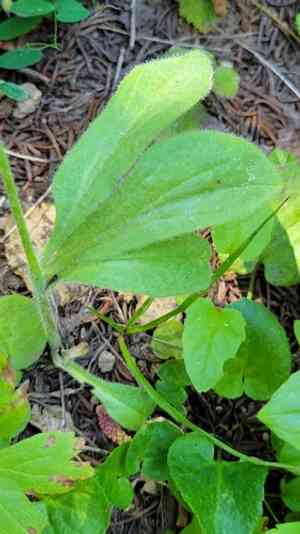 Sonne's arnica(Arnica parryi)