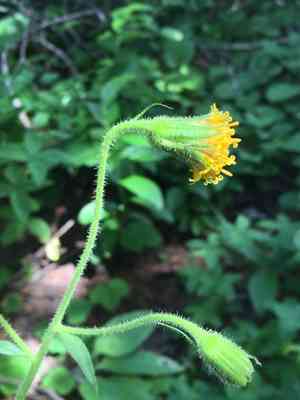 Sonne's arnica(Arnica parryi)
