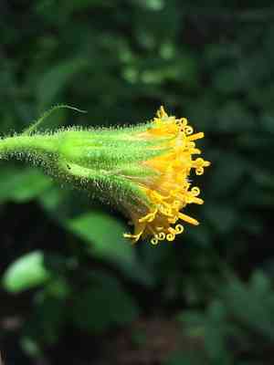 Sonne's arnica(Arnica parryi)