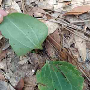Florida cacalia(Arnoglossum floridanum)
