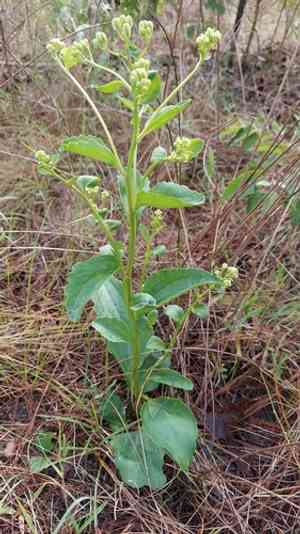 Florida cacalia(Arnoglossum floridanum)