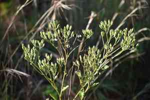 Florida cacalia(Arnoglossum floridanum)