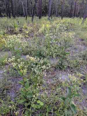 Florida cacalia(Arnoglossum floridanum)