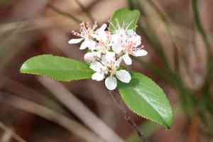 Red chokeberry(Aronia arbutifolia)