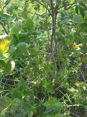 Red chokeberry(Aronia arbutifolia)
