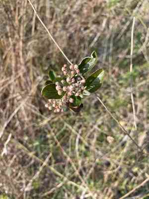 Red chokeberry(Aronia arbutifolia)
