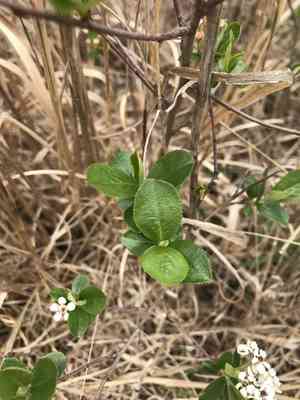 Red chokeberry(Aronia arbutifolia)
